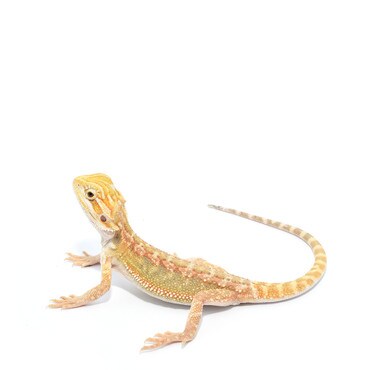 Hypo Dunner Bearded Dragon